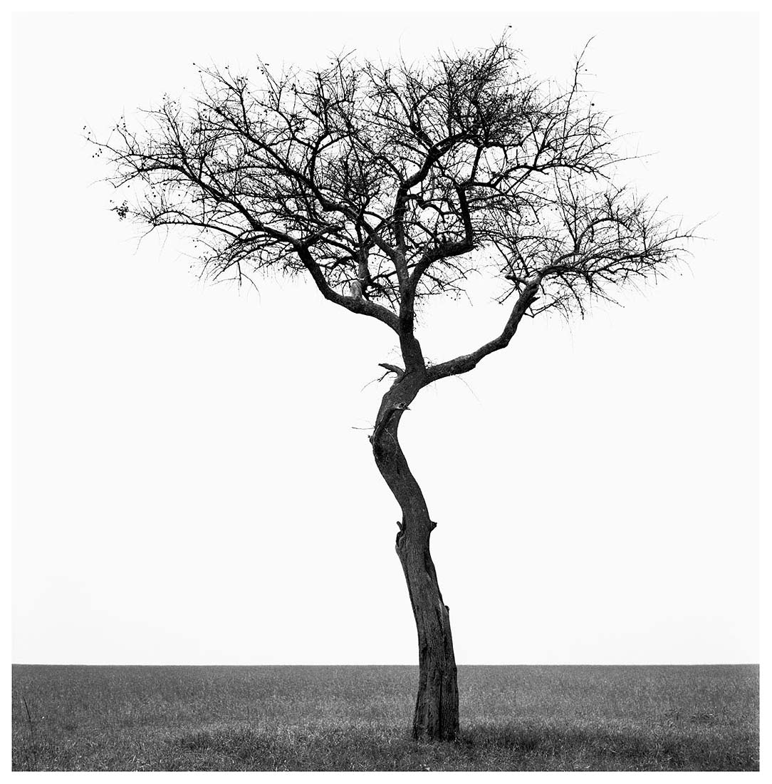 11-New-Tree-.jpg